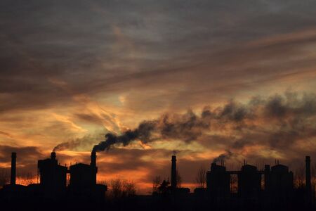 Plant on sunset backgroundの写真素材