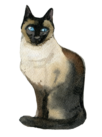 Siamese cat isolated on white background, watercolor illustrationの写真素材