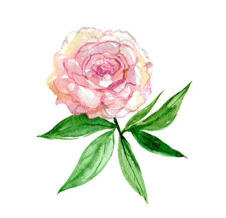 Pink peony with leaves isolated on white background, watercolor illustrationの写真素材