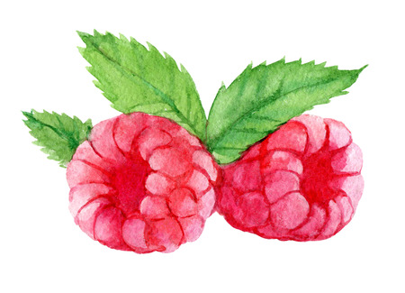Raspberries with leaves isolated on white background, watercolor illustrationの写真素材