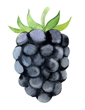 Blackberry isolated on white background, watercolor illustrationの写真素材