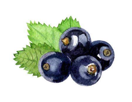 black currant isolated on white background, watercolor illustrationの写真素材
