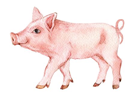 Pig isolated on white background, watercolor illustrationの写真素材