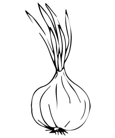 Onion. Sketch hand draw. Vector stock illustration isolated on white background.のイラスト素材
