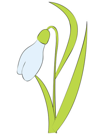 Snowdrop flower or Galanthus nivalis. spring vector illustration.のイラスト素材