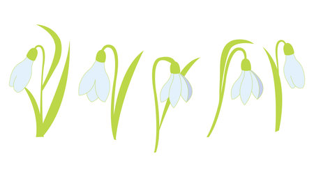 Set of snowdrop flowers in cartoon style. Vector illustration isolated on white background. Designed for the design of wedding and greeting cards.のイラスト素材