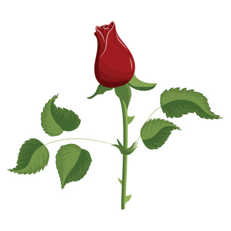 Red rose, bud in a realistic style. Flower on a stem with leaves. Vector illustration isolated on white background.のイラスト素材