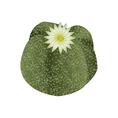 Succulent astrophytum, exotic tropical plant. A desert flower that can be grown at home to decorate the interior. Vector illustration isolated on white background.のイラスト素材