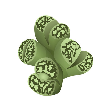 Lithops succulent exotic tropical plant. Houseplant for interior decoration. Vector illustration...