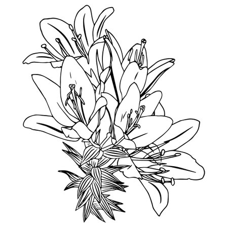 Bouquet of lilies in doodle style. Openwork illustration isolated on white background.のイラスト素材