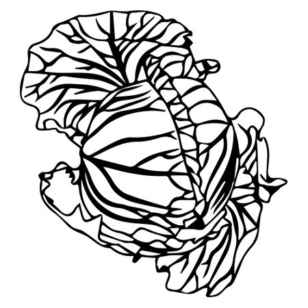 Head of white cabbage or Brussels sprouts, or iceberg lettuce. Fresh vegetable with juicy leaves in doodle style. Vector illustration isolated on white background.のイラスト素材
