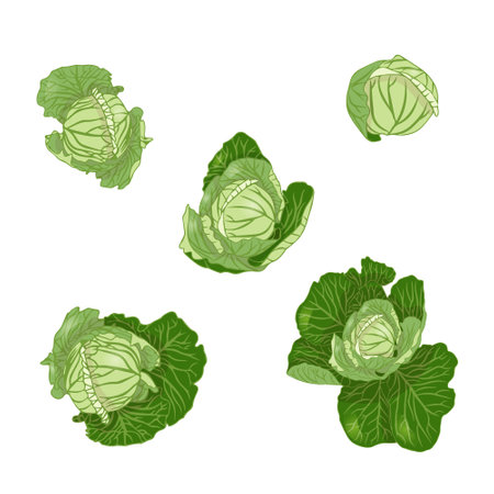 Set of white cabbage in flat style. Vector illustration isolated on white background.のイラスト素材