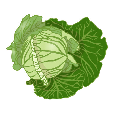 White cabbage in flat style. Vector illustration isolated on white background.のイラスト素材