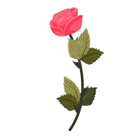 Bright pink rose. Flower on a curved stem. Vector illustration isolated on a white background.のイラスト素材