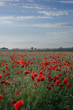 Beautiful blooming red poppy field on a sunny morning with blue sky and light clouds. Concept of nature, serenity, and peaceful countryside landscape.Vertical photoの写真素材
