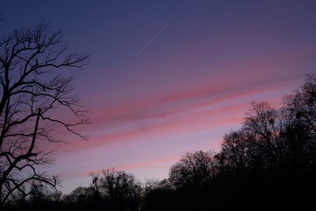 Vibrant sunset over forest silhouette with tree branches outlined against pink and purple sky. Concept of tranquil nature, peaceful evening, and scenic landscape in autumnの写真素材