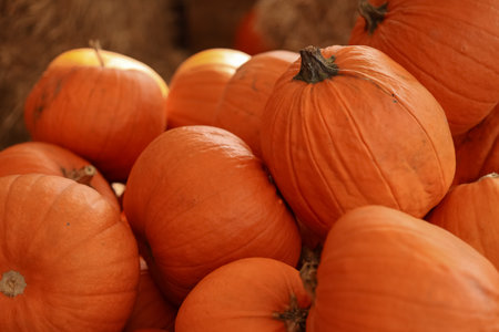 Close-up shot of bright orange pumpkins piled together with warm sunlight, highlighting textures and autumn harvest ambiance. Concept of fall farming, seasonal food, and festive Halloween decorationsの写真素材