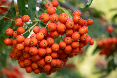 Close-up of bright orange rowan berries on a tree branch in autumn. Concept of beauty of nature, harvest of fruits and seasonal plants.の写真素材
