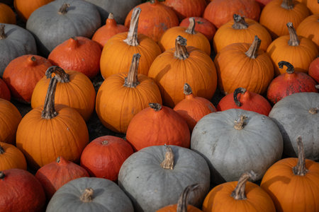 Close-up of a variety of pumpkins in orange, red and gray tones displayed outdoors during a sunny fall day. Concept of autumn harvest, seasonal decoration, and vibrant natural produceの写真素材