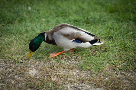 Male mallard duck with vibrant green head and colorful plumage foraging on grass in a park on a clear day. Concept of wildlife, nature, and animal behavior in outdoor settingsの写真素材