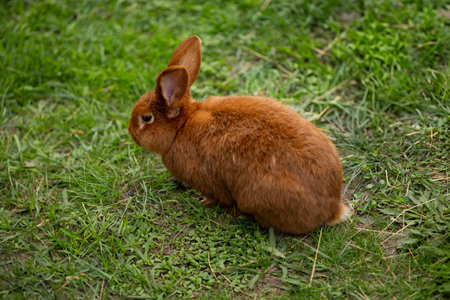 Cute brown rabbit sitting on green grass in a park on a calm day. Concept of wildlife, outdoor nature photography, and small animals in their natural habitatの写真素材