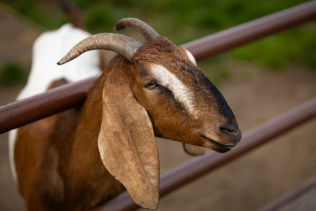 Close-up of a brown and white goat with curved horns resting its head on a farm fence on a sunny...