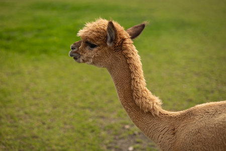 Profile of a brown alpaca standing on green grass, captured close-up on a farm during a calm day. Concept of nature, alpaca farming and eco-friendly wool productionの写真素材
