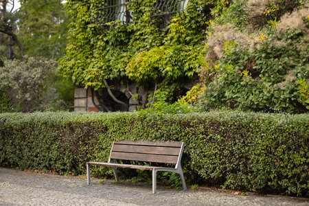 Empty wooden bench in a peaceful park surrounded by lush greenery and ivy-covered building on a sunny day. Concept of outdoor relaxation, urban nature, and quiet public spacesの写真素材