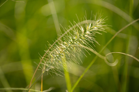 Close-up of green grass stalk with soft blurred background in natural sunlight. Concept of nature, wild plants, and serene landscapesの写真素材
