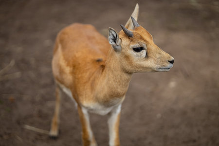 Close-up of young roe deer in natural habitat, looking to the side. Concept of wildlife, nature photography, and forest animals in their natural environmentの写真素材