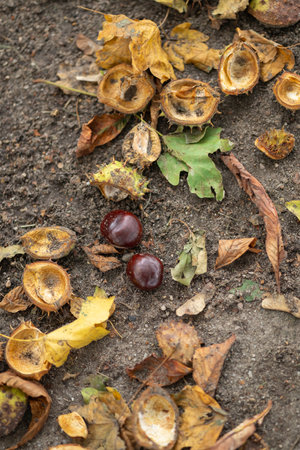 Autumn chestnuts and fallen leaves on the ground in a park during fall season. Concept of nature's seasonal cycle, natural beauty, and environmental changesの写真素材