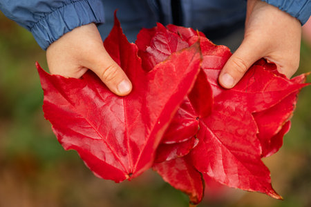 Child holding bright red autumn leaves with both hands on a cool fall day. Concept of nature, seasonal changes, childhood memories, and connection with the environmentの写真素材