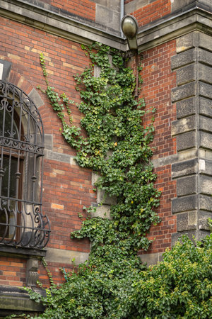 Green ivy climbing on the facade of an old brick building with a vintage window grill. Concept of nature blending with urban architecture and historic charmの写真素材