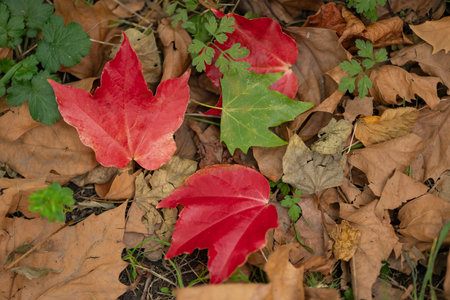 Bright red and green autumn leaves on the ground surrounded by dry brown foliage and fresh green plants in a forest. Concept of seasonal change, beauty of nature, and fall colorsの写真素材