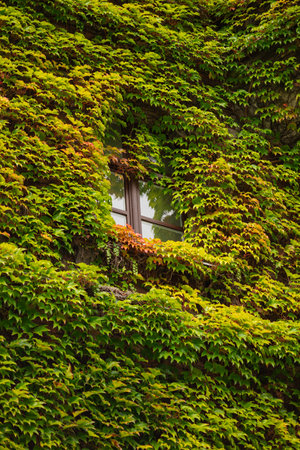 Window surrounded by lush green ivy covering an old building facade on a cloudy autumn day. Concept of nature blending with architecture, urban greenery and seasonal changeの写真素材