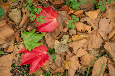 Colorful autumn leaves on the ground with vibrant red, green, and brown foliage in a natural forest setting. Concept of seasonal change, fall atmosphere and nature's beautyの写真素材