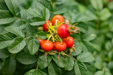 Bright orange rose hips growing on green bush with detailed textured leaves on a cloudy day. Concept of wild fruits, natural medicine, and healthy nutritionの写真素材