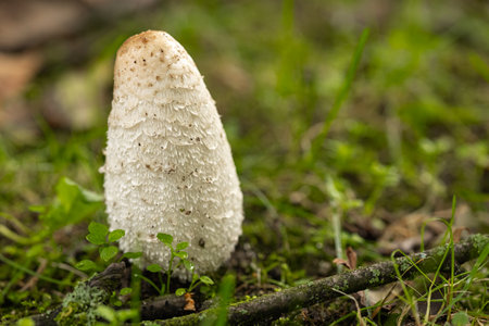 Shaggy Ink Cap mushroom growing in the forest on a mossy ground. Concept of wild nature, fungi species and autumn forest floor. Close-up. Macro photographyの写真素材