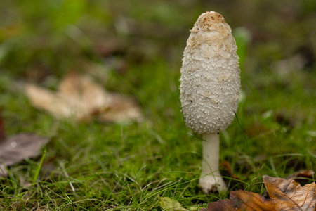 Close-up of a white shaggy ink cap mushroom growing on a forest floor surrounded by green grass and autumn leaves. Concept of wild mushrooms, forest ecosystems, and the beauty of nature in autumnの写真素材