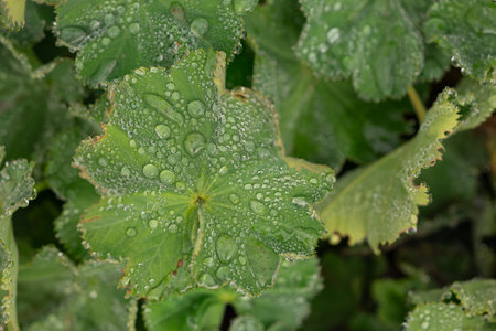 Close-up of green leaf covered with morning dew drops in a natural garden environment. Concept of fresh nature, morning moisture, and environmental beauty in detailの写真素材