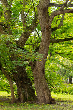 Large ancient tree with thick twisted trunks in a green forest park on a sunny day. Concept of nature's beauty, tranquility, and the enduring strength of old treesの写真素材