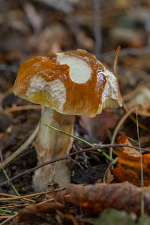 Close-up of a wild edible mushroom growing on the forest floor with autumn leaves and twigs. Concept of natural foraging, woodland fungi, and fall harvest in a damp woodland environmentの写真素材