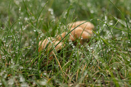 Close-up of fresh morning dew on green grass with blurred mushrooms in the background. Concept of nature's beauty, morning freshness, and natural ecosystem in autumnの写真素材
