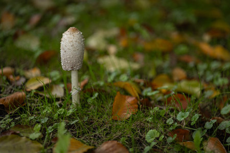 Close-up of a shaggy ink cap mushroom growing in a grassy field surrounded by fallen autumn leaves. Concept of natural ecosystem, forest fungi, and autumn seasonの写真素材