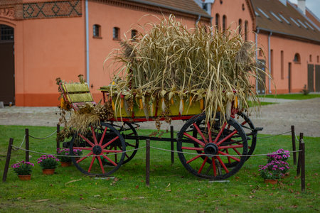Decorative vintage cart filled with dried corn and autumn crops, standing in front of a rustic barn on a green lawn. Concept of fall harvest, rural decoration, and traditional agricultural equipmentの写真素材