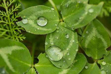 Close-up of clover leaves with insect damage and raindrops on their surface in a natural environment. The concept of the influence of insects on plant life and ecosystemsの写真素材