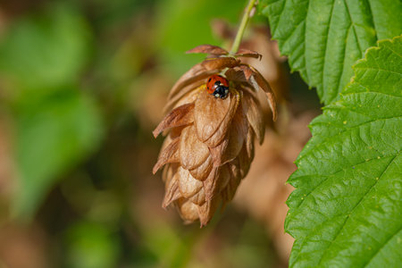 Ladybug sitting on a dried hop flower in the sunlit garden surrounded by green leaves. Concept of natural ecosystems, wildlife, and garden lifeの写真素材