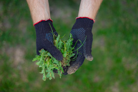 Gardener wearing gloves holding freshly pulled weeds in hands on a green lawn. Concept of gardening,...