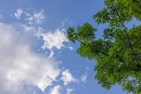 Green tree branches with bright leaves against a clear blue sky with clouds on a sunny day. Concept of nature, growth and peaceful outdoor environmentの写真素材
