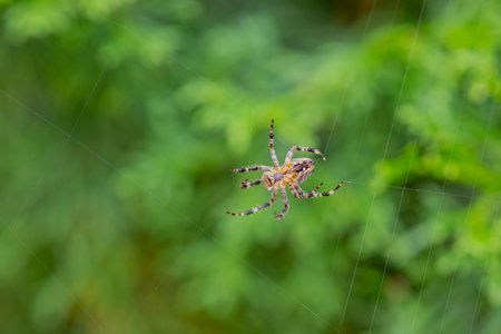 Close-up of spider building web in garden with vibrant green background on a sunny day. Concept of nature, wildlife, and spider behaviorの写真素材